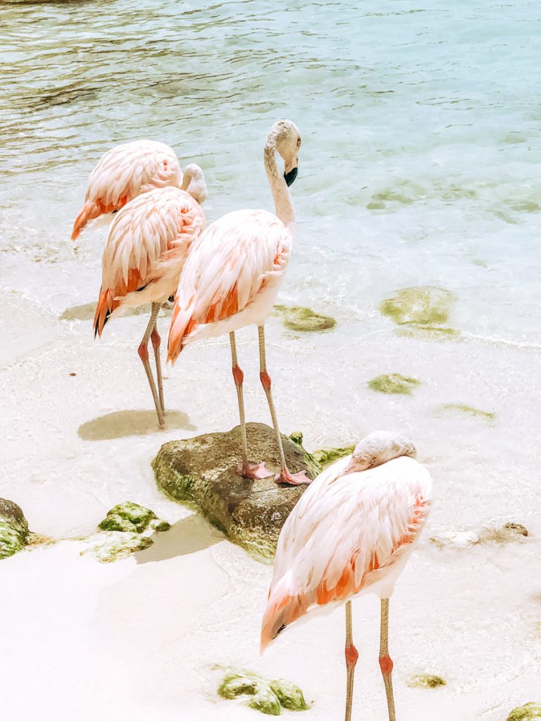 Baby flamingos at De Palm Island, Aruba